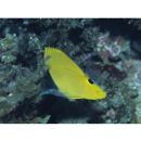 Forcipiger flavissimus Jordan et McGregor, 1898