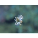 Macropharyngodon meleagris (Valenciennes, 1839)