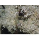 Eviota melasma Lachner et Karnella, 1980