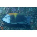 Epibulus insidiator (Pallas, 1770)