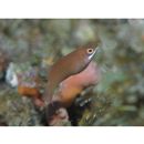 Pseudocheilinus evanidus Jordan et Evermann, 1903