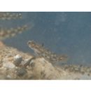 Pandaka trimaculata Akihito et Meguro, 1975