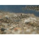 Pandaka lidwilli (McCulloch, 1917)