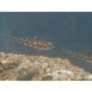 Pandaka lidwilli (McCulloch, 1917)