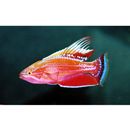 Paracheilinus angulatus Randall et Lubbock, 1981 X Paracheilinus lineopunctatus Randall et Lubbock, 1981