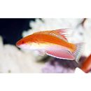 Paracheilinus angulatus Randall et Lubbock, 1981 X Paracheilinus lineopunctatus Randall et Lubbock, 1981