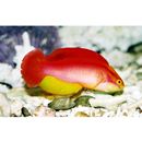 Cirrhilabrus jordani Snyder, 1904