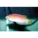 Cirrhilabrus pylei Allen et Randall, 1996