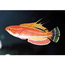 Paracheilinus carpenteri Randall et Lubbock, 1981