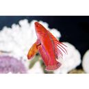 Paracheilinus lineopunctatus Randall et Lubbock, 1981