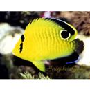 Apolemichthys xanthopunctatus Burgess, 1973