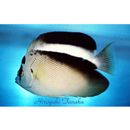 Apolemichthys griffisi (Carlson et Taylor, 1981)