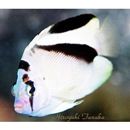 Apolemichthys griffisi (Carlson et Taylor, 1981)