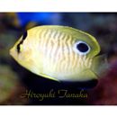 Apolemichthys xanthopunctatus Burgess, 1973