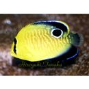 Apolemichthys xanthopunctatus Burgess, 1973