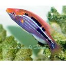 Cirrhilabrus lubbocki Randall et Carpenter, 1980