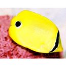 Chaetodon andamanensis Kuiter et Debelius, 1999