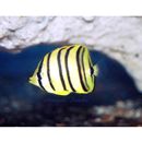 Chaetodon octofasciatus Bloch, 1787