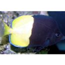 スミスズ・バタフライフィッシュ