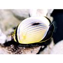 イクスキジット・バタフライフィッシュ