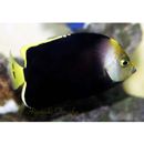 Chaetodontoplus melanosoma (Bleeker, 1853)