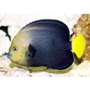 Chaetodontoplus caeruleopunctatus Yasuda et Tominaga, 1976