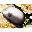 オボロキンチャクダイ(仮称)