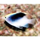 Chrysiptera rollandi (Whitley, 1961)