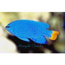 Chrysiptera cyanea (Quoy et Gaimard, 1825)