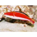 Cirrhilabrus condei Allen et Randall, 1996