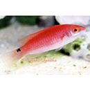 Cirrhilabrus flavidorsalis Randall et Carpenter, 1980