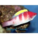 Cirrhilabrus flavidorsalis Randall et Carpenter, 1980