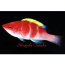 Cirrhilabrus flavidorsalis Randall et Carpenter, 1980