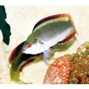 Cirrhilabrus punctatus Randall et Kuiter, 1989