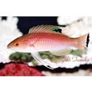 Cirrhilabrus pylei Allen et Randall, 1996