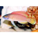 Cirrhilabrus pylei Allen et Randall, 1996