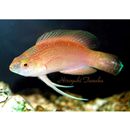 Cirrhilabrus pylei Allen et Randall, 1996