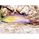 Cirrhilabrus rhomboidalis Randall, 1988