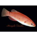 Cirrhilabrus rubripinnis Randall et Carpenter, 1980