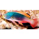 Cirrhilabrus scottorum Randall et Pyle, 1988