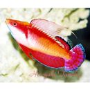 Cirrhilabrus tonozukai Allen et Kuiter, 1999