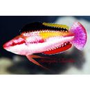 Cirrhilabrus condei Allen et Randall, 1996