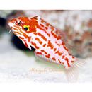 Macropharyngodon choati Randall, 1978