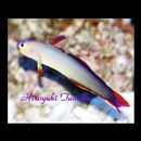 Nemateleotris decora Randall et Allen, 1973