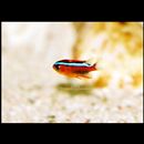 Neoglyphidodon crossi Allen, 1991