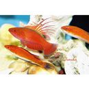 Paracheilinus lineopunctatus Randall et Lubbock, 1981