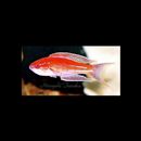 Paracheilinus angulatus Randall et Lubbock, 1981