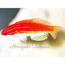 Paracheilinus attenuatus Randall, 1999