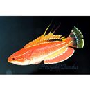 Paracheilinus carpenteri Randall et Lubbock, 1981