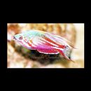 Paracheilinus cyaneus Kuiter et Allen, 1999